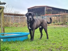 BALU, Hund, Labrador-Dogge-Mix in Eixen - Bild 5