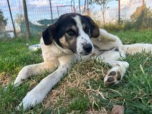 MORI, Hund, Mischlingshund in Griechenland - Bild 1