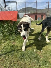MORI, Hund, Mischlingshund in Griechenland - Bild 2