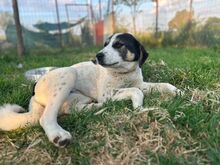 MORI, Hund, Mischlingshund in Griechenland - Bild 3