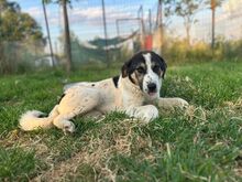 MORI, Hund, Mischlingshund in Griechenland - Bild 5