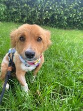SARAH, Hund, Mischlingshund in Halver - Bild 1