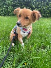 SARAH, Hund, Mischlingshund in Halver - Bild 2