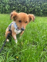 SARAH, Hund, Mischlingshund in Halver - Bild 3