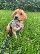 SARAH, Hund, Mischlingshund in Halver - Bild 4