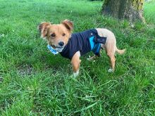 SARAH, Hund, Mischlingshund in Halver - Bild 5