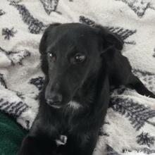 SALMON, Hund, Mischlingshund in Spanien - Bild 1