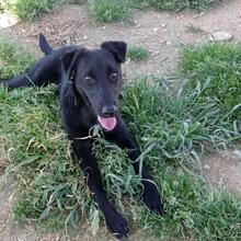 SALMON, Hund, Mischlingshund in Spanien - Bild 10