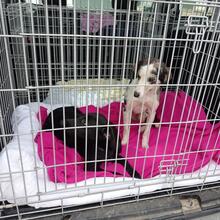 SALMON, Hund, Mischlingshund in Spanien - Bild 11