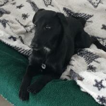 SALMON, Hund, Mischlingshund in Spanien - Bild 2