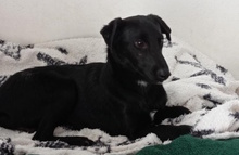 SALMON, Hund, Mischlingshund in Spanien - Bild 3