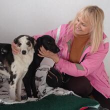 SALMON, Hund, Mischlingshund in Spanien - Bild 5