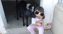 SALMON, Hund, Mischlingshund in Spanien - Bild 7