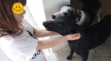 SALMON, Hund, Mischlingshund in Spanien - Bild 8