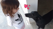 SALMON, Hund, Mischlingshund in Spanien - Bild 9