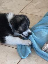 OTTO, Hund, Herdenschutzhund-Mix in Spanien - Bild 1