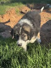 OTTO, Hund, Herdenschutzhund-Mix in Spanien - Bild 2