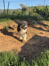 OTTO, Hund, Herdenschutzhund-Mix in Spanien - Bild 3