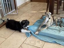 OTTO, Hund, Herdenschutzhund-Mix in Spanien - Bild 4