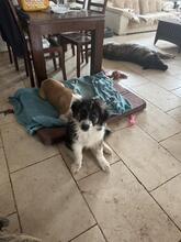OTTO, Hund, Herdenschutzhund-Mix in Spanien - Bild 5