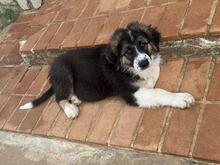 OTTO, Hund, Herdenschutzhund-Mix in Spanien - Bild 6