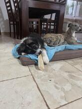 OTTO, Hund, Herdenschutzhund-Mix in Spanien - Bild 8