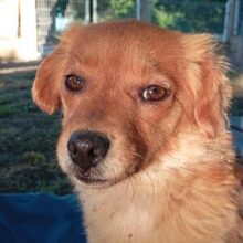 SIVILA, Hund, Mischlingshund in Spanien - Bild 1