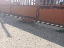 SIVILA, Hund, Mischlingshund in Spanien - Bild 10