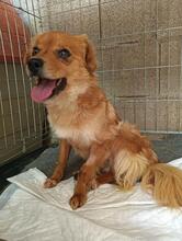 SIVILA, Hund, Mischlingshund in Spanien - Bild 2