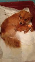SIVILA, Hund, Mischlingshund in Spanien - Bild 3