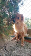 SIVILA, Hund, Mischlingshund in Spanien - Bild 4