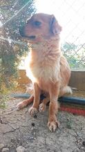 SIVILA, Hund, Mischlingshund in Spanien - Bild 5