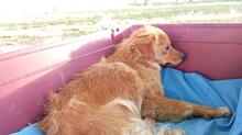 SIVILA, Hund, Mischlingshund in Spanien - Bild 6