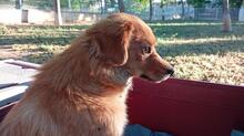SIVILA, Hund, Mischlingshund in Spanien - Bild 7