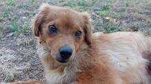 SIVILA, Hund, Mischlingshund in Spanien - Bild 8