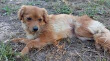 SIVILA, Hund, Mischlingshund in Spanien - Bild 9