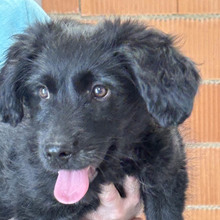 ROCCO, Hund, Mischlingshund in Spanien - Bild 1