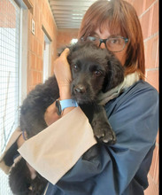 ROCCO, Hund, Mischlingshund in Spanien - Bild 2