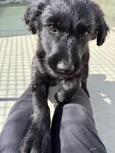 ROCCO, Hund, Mischlingshund in Spanien - Bild 4