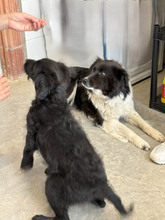 ROCCO, Hund, Mischlingshund in Spanien - Bild 5