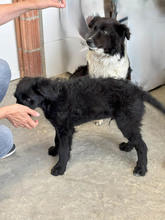 ROCCO, Hund, Mischlingshund in Spanien - Bild 6