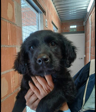 ROCCO, Hund, Mischlingshund in Spanien - Bild 7