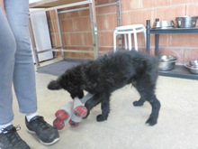 ROCCO, Hund, Mischlingshund in Spanien - Bild 8