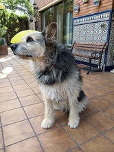ROCKY, Hund, Schnauzer-Deutscher Schäferhund-Mix in Spanien - Bild 2