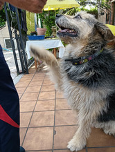 ROCKY, Hund, Schnauzer-Deutscher Schäferhund-Mix in Spanien - Bild 3