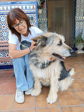 ROCKY, Hund, Schnauzer-Deutscher Schäferhund-Mix in Spanien - Bild 4