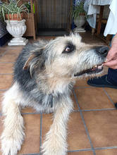 ROCKY, Hund, Schnauzer-Deutscher Schäferhund-Mix in Spanien - Bild 5