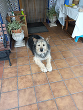 ROCKY, Hund, Schnauzer-Deutscher Schäferhund-Mix in Spanien - Bild 6