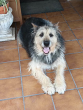 ROCKY, Hund, Schnauzer-Deutscher Schäferhund-Mix in Spanien - Bild 7
