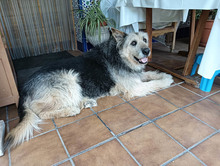 ROCKY, Hund, Schnauzer-Deutscher Schäferhund-Mix in Spanien - Bild 8